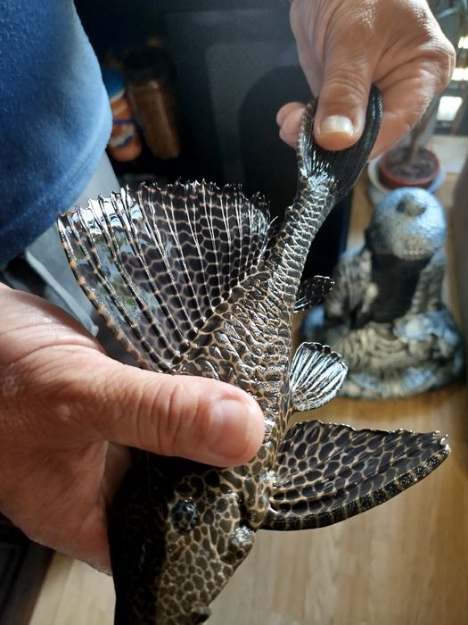 Pleco leopardo com 29 cm