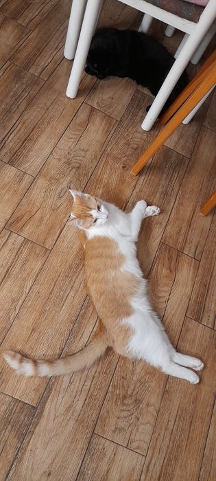 11 miesięczny rudobialy kotek szuka domku.