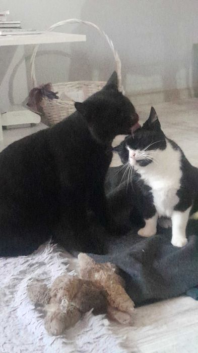 Kotka Angela szuka swojego człowieka