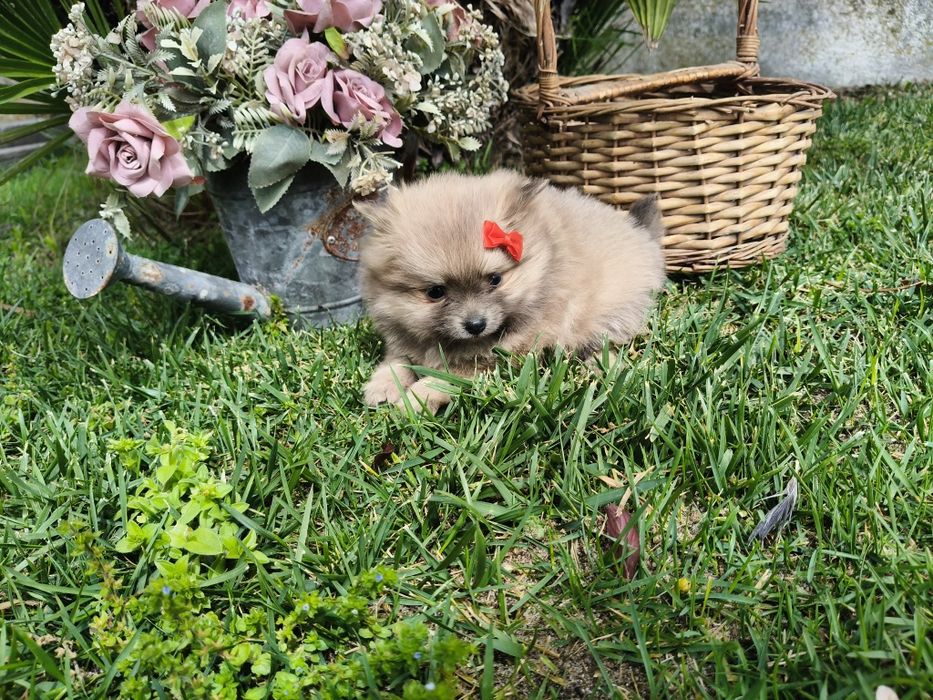 Spitz alemão anão menina