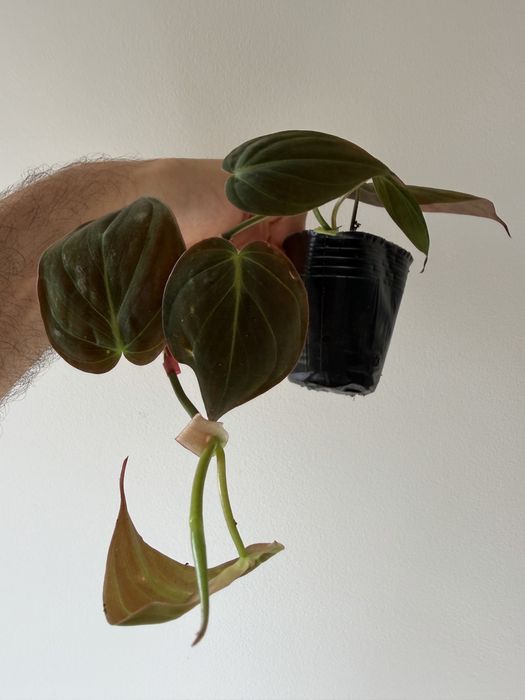 Philodendron Micans
