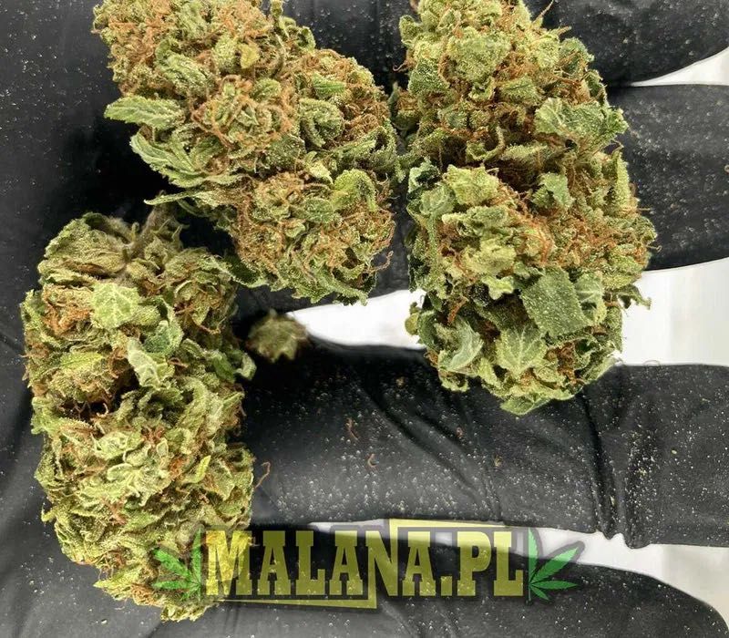 Susz CBD White Widow 500g | Jasny Zielony oryginalne zdjęcia