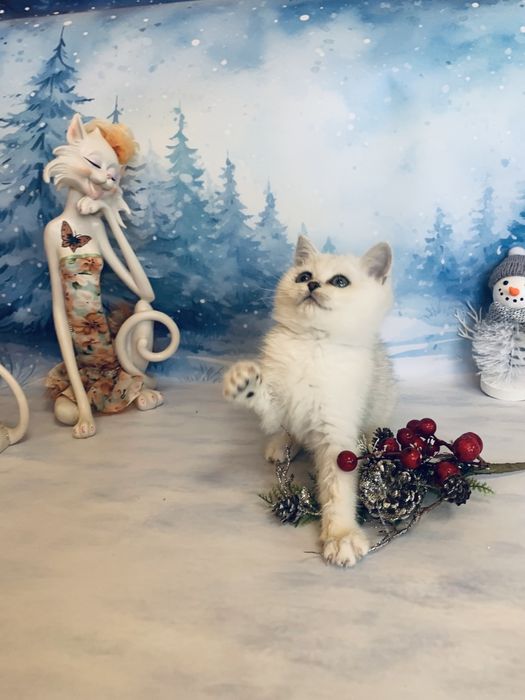 Срібляста шиншилла Яша