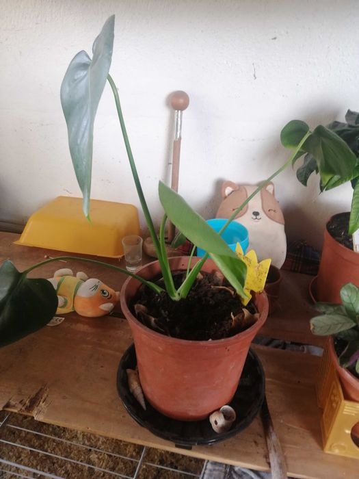 Planta Costela-de-Adão