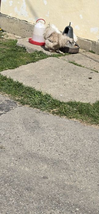 Kury  ozdobne  silki USA