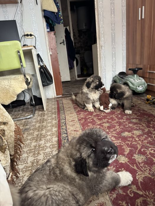 Цуценята хлопчики Кавказької Вівчарки