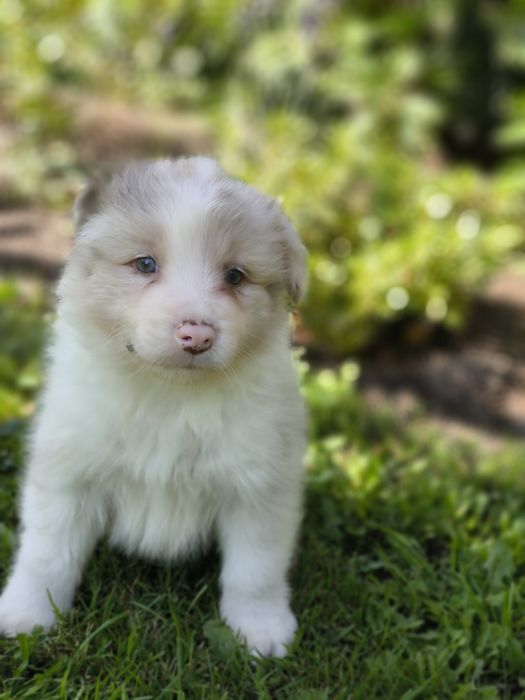 Border collie ZKWP FCI piesek red merle