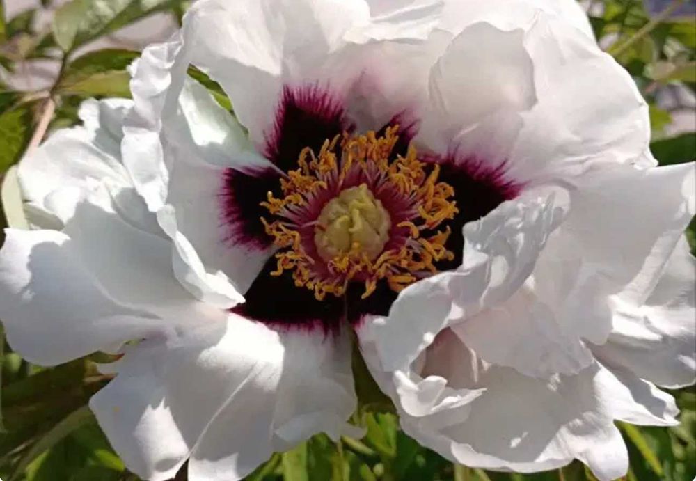 пион древовидный семена= сборка 2025 август(цена за 1шт)