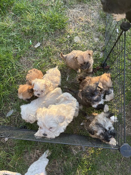 Maltipoo 12 tygodni
