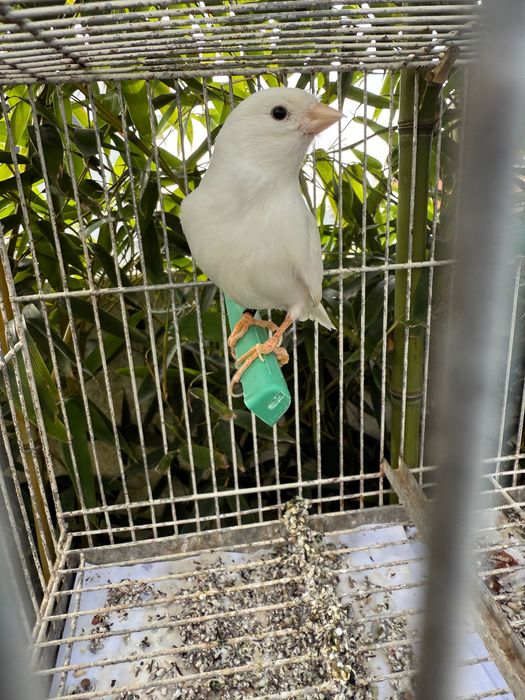 Troco Canário Branco Galador por Pintassilgo Galador