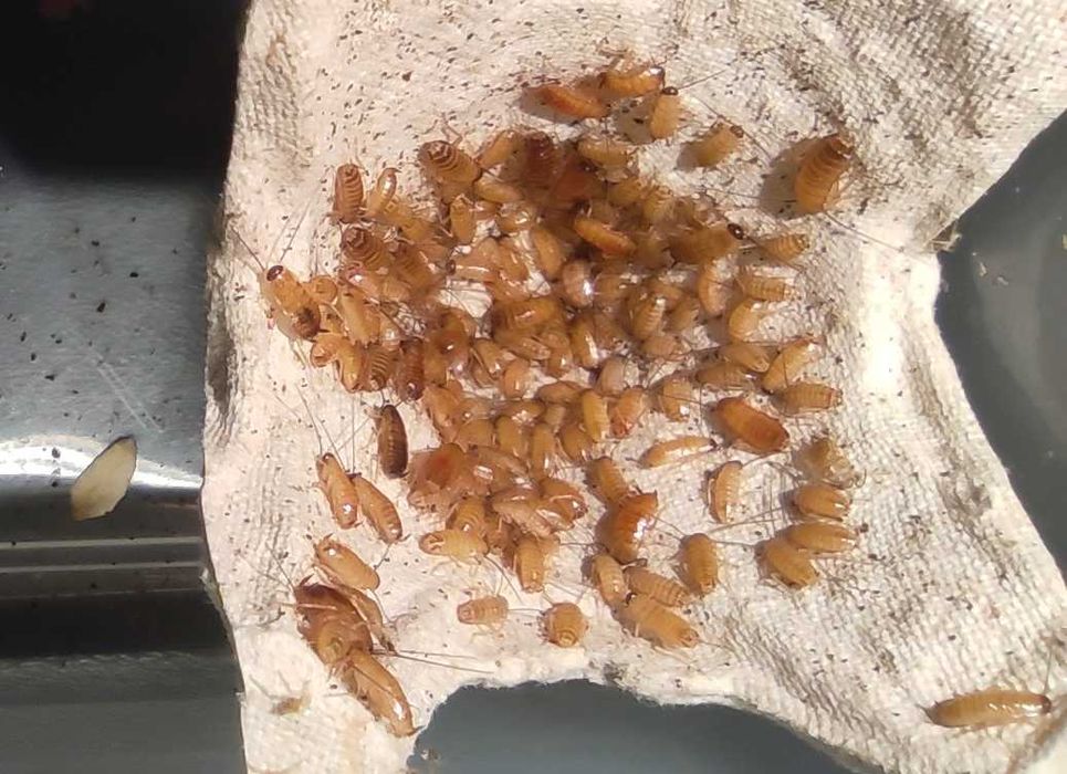 Karaczan turecki - wylęg lub większe karaczany