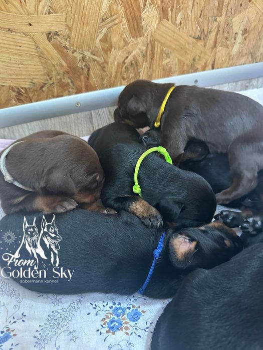 Цуценята добермана від неймовірної пари