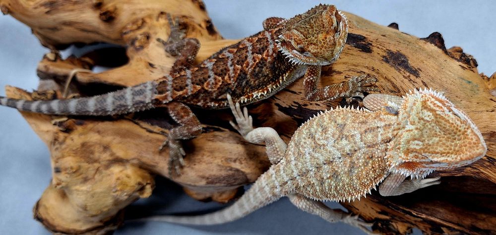 Agama brodata młode samice.