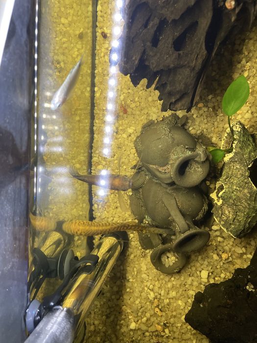 2 Gouramis M e 1 Femea