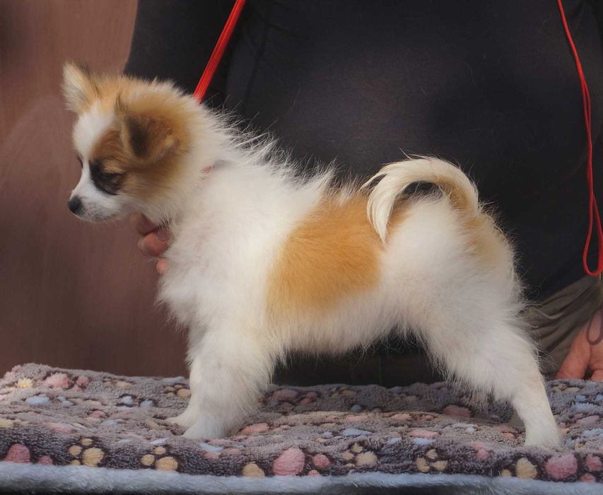 девочка папильон микс