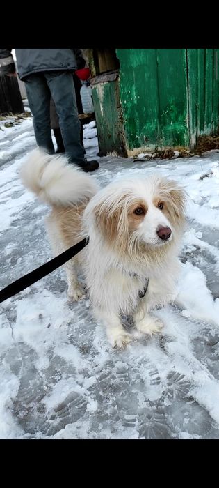 Загубився домашній ПЕС