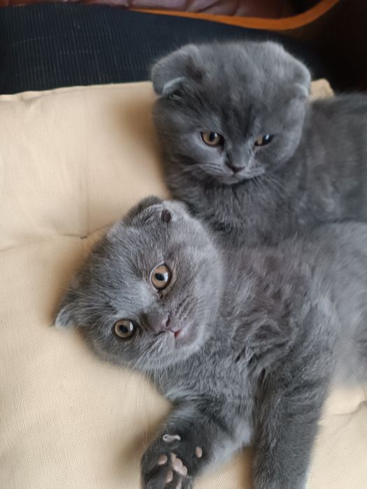 Шотландські кошенята