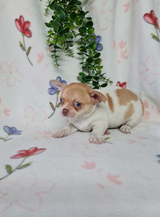 Excelente mini menino isabela Chihuahua/Chiuaua LinhagemRussa,Qualidad