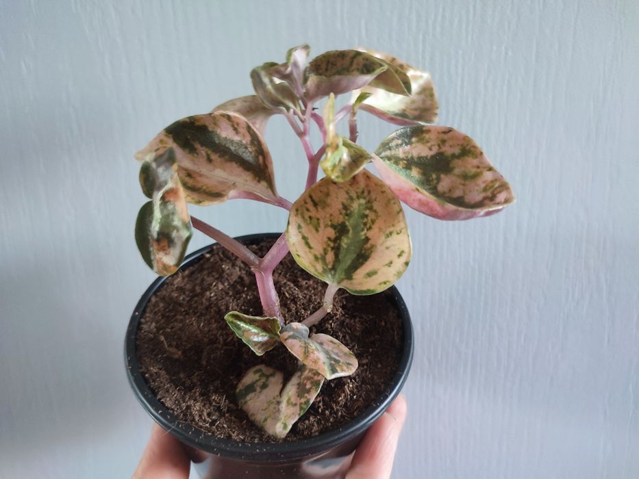 Пеперомія крем брюле crème brûlée peperomia