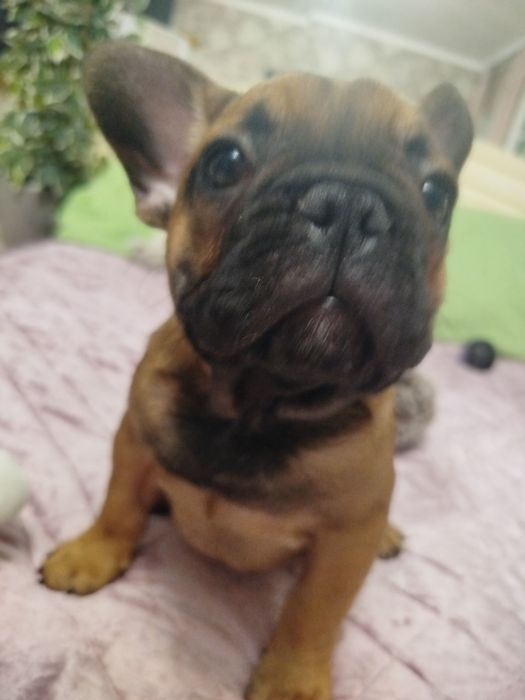 Чудесный ласковый малыш французик