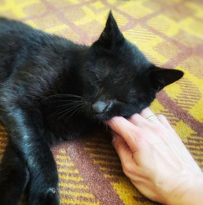 Cudowny, spokojny kocur szuka czułości