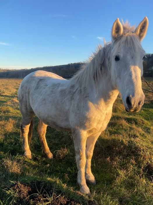 Продам в хороші руки