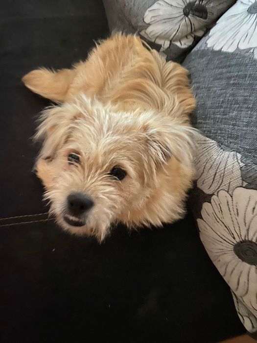 Zaginął pies . Wabi się Leoś!