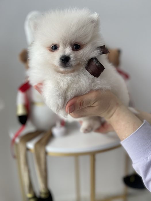 Померанські шпіци — Гарантовано закохаєтесь з першого погляду