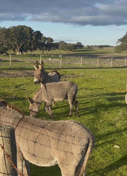 Burro anao com 8 meses