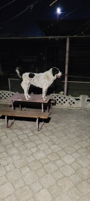 Отдам собаку в хорошие руки