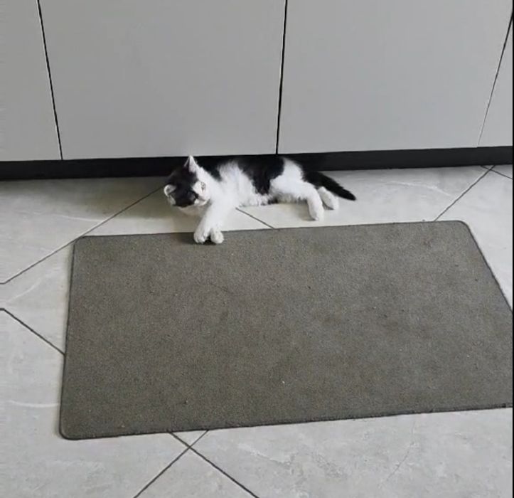 Особливий котик шукає родину м.Умань і район.
