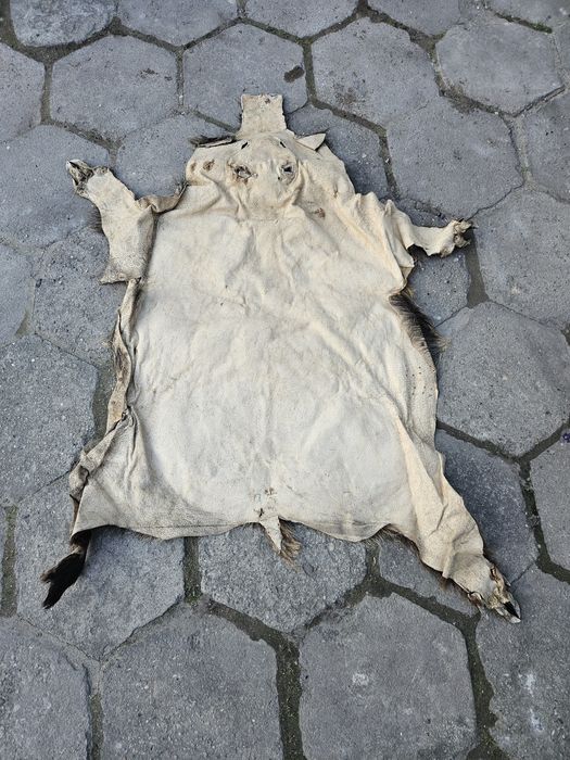 Skóra dzika ozdoba
