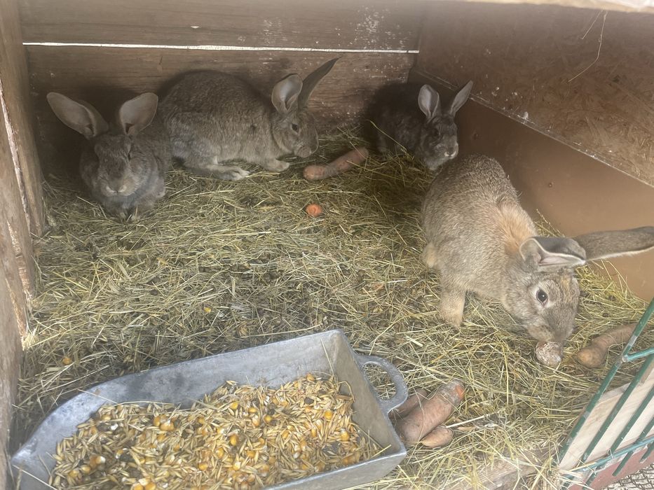 Sprzedam mieszńce z belgiem .