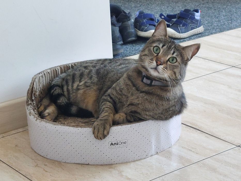 Oddam kotka  w dobre rece