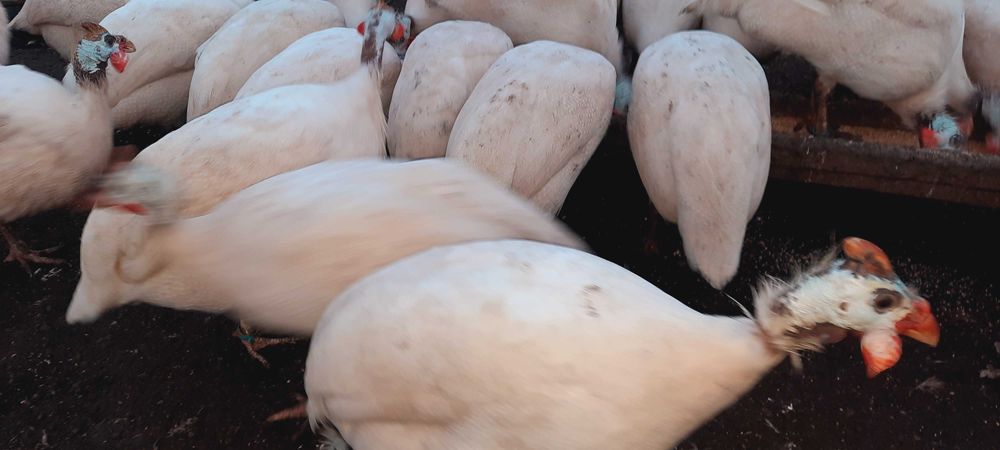 цесарка  яйцо на племя или на мясо забой под заказ ,самовывоз
