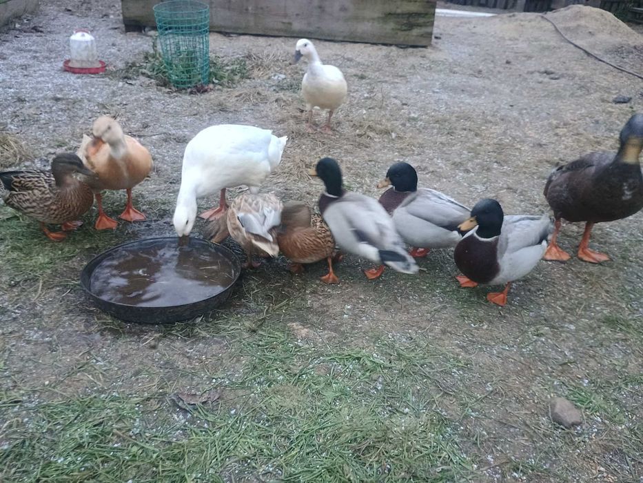 Call duck 3 pary ! Kaczka karzełek !