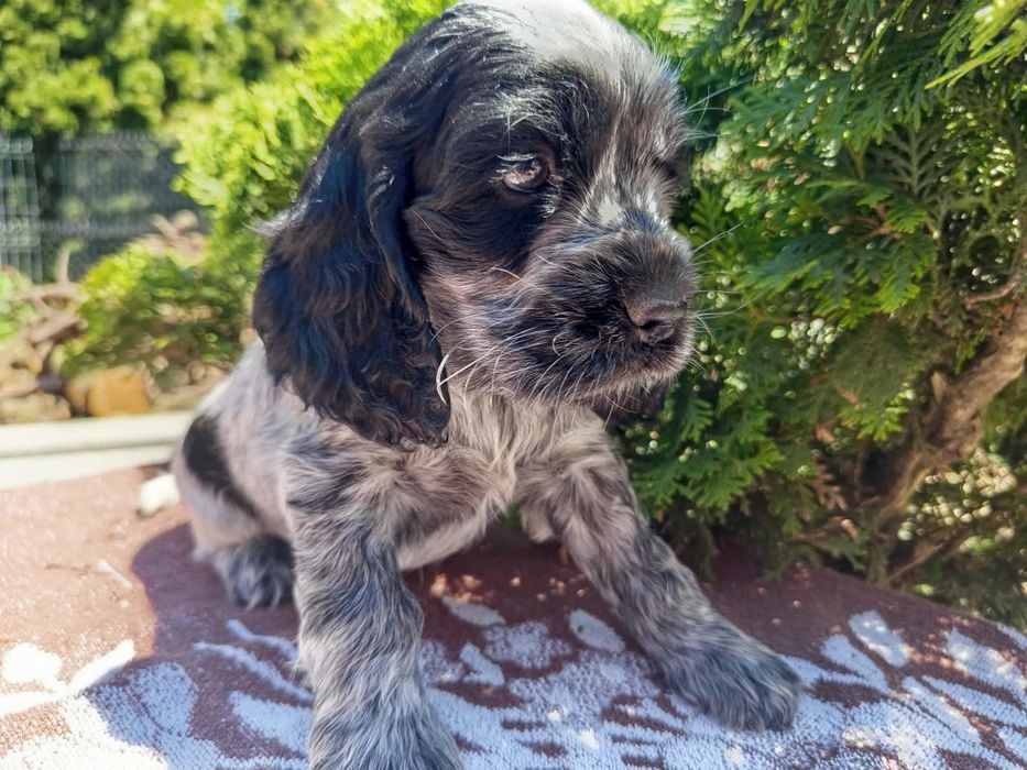 Cocker spaniel angielski suczka