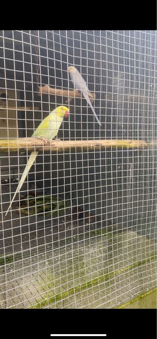 Ring necks para criar à mão.