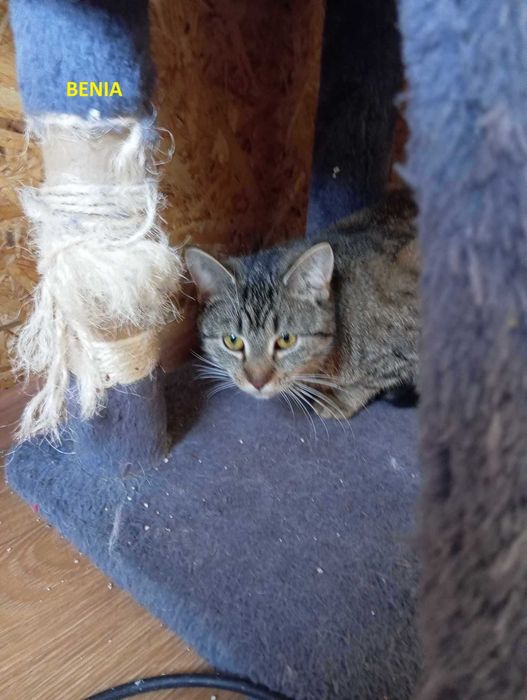 Kotki Aurelka i Benia do adopcji