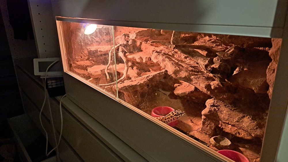 Gekon + Terarium