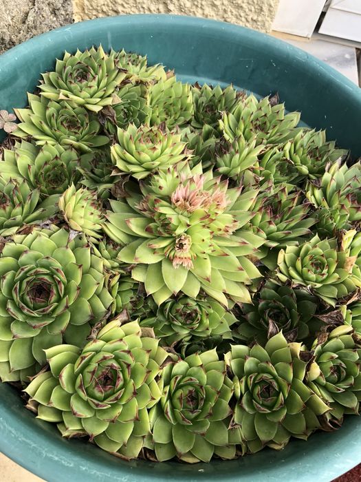 suculentas  muito bonitas