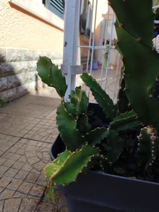 Planta de Pitayas, com raiz