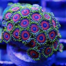 Zoanthus Watermelon
