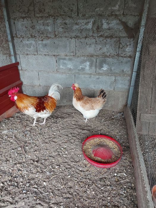 Galinhas de Sulmtaler