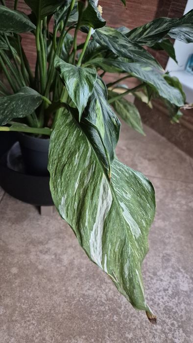 Орхидея ванда:синяя-1400;лимонная-1400грн;Спатифиллум-500грн