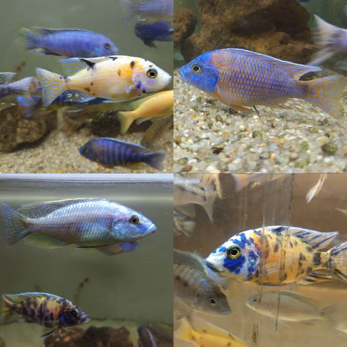 Ciclideos africanos (fotos reais de peixes para venda) )