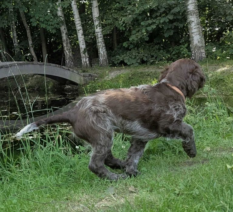Szczeniak Polski Spaniel Myśliwski