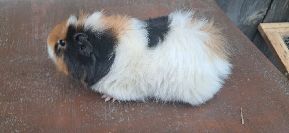 Świnki morskie samiczki, kawia domowa.