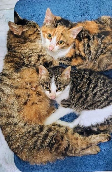 Дві киці в добрі руки