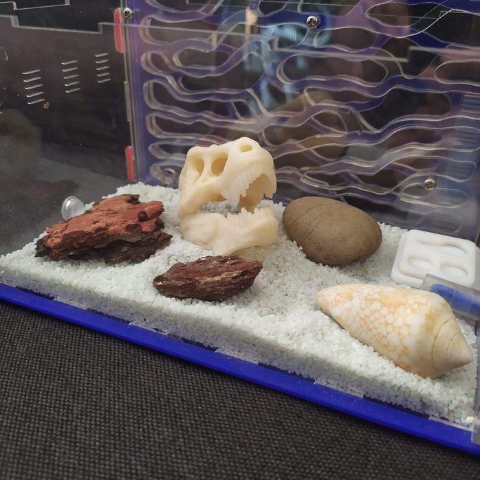 Czaszka t-rexa, wystrój formikarium, terarium, mrówki, gady.